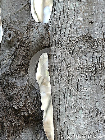 Tree Kisses - One tree kissing another tree - grew together Stock Photo