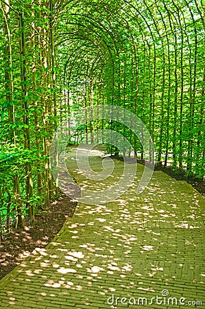 Tree arched enclosed sunlit pathway Stock Photo