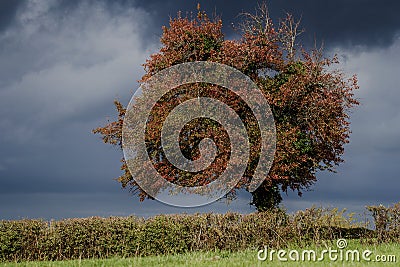 Tree in autumn colours Stock Photo