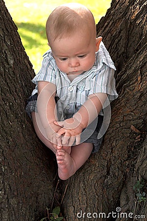 Tree Baby Stock Photo