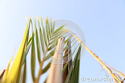 Tree background sky Stock Photo