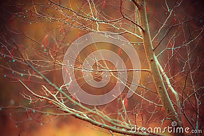 Tree bare and water drops Stock Photo