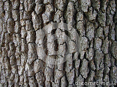 Tree bark Stock Photo