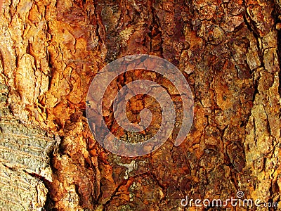 Tree Bark Background Stock Photo