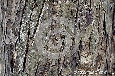 Tree bark Background.Brown Tile able Texture Stock Photo