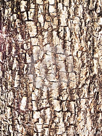 Tree bark background / texture Stock Photo