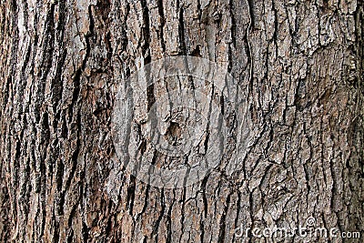 Tree bark background texture. Stock Photo