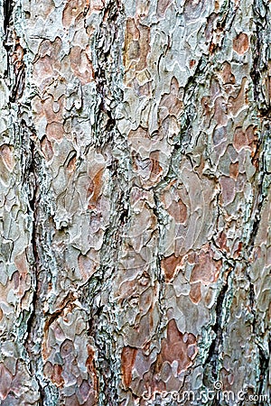 Tree bark Stock Photo