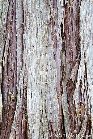 Tree bark Stock Photo