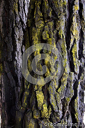 Tree bark covered with lichen Stock Photo