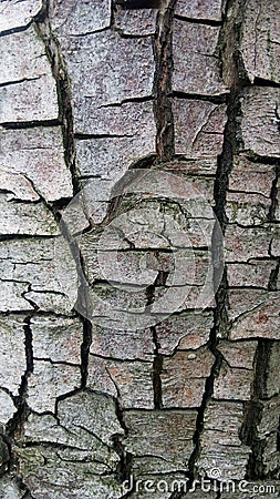 Tree bark deep textured Stock Photo