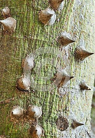 Tree bark in green brown tones Stock Photo