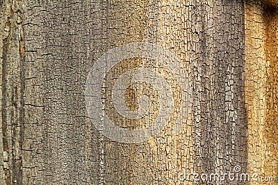 Tree bark with cracks and stripes Grunge wooden texture.Embossed bark Stock Photo