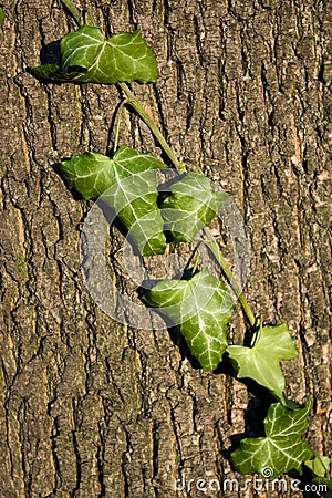 Tree bark with ivy Stock Photo