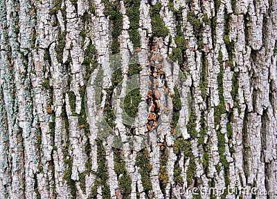 Tree bark Stock Photo