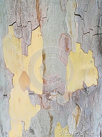 Tree bark Stock Photo