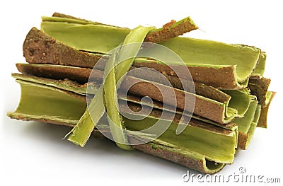 Tree bark of Moringa oleifera Stock Photo