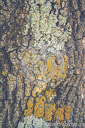 Tree bark with moss and lichen texture. Closeup natural background Stock Photo