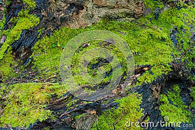 Tree bark moss spores Stock Photo