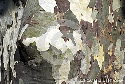 Tree bark Stock Photo