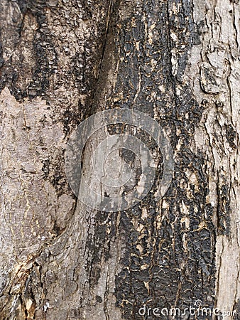 Tree bark texture for background, web design, poster, etc Stock Photo