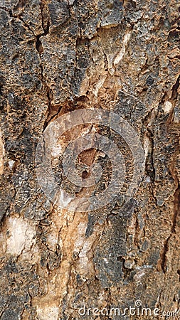 Tree bark texture for background, web design, poster, etc Stock Photo