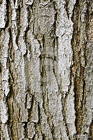 Tree Bark Texture Stock Photo