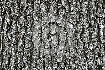 Tree bark texture Stock Photo