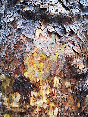 Tree bark texture - american sycamore, platanus occidentalis Stock Photo