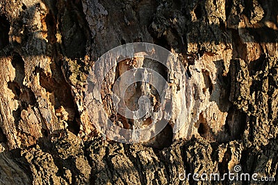 Tree bark texture background. Bark of tree trunk on sunny outdoor. Nature and ecology. Botany and plant Stock Photo