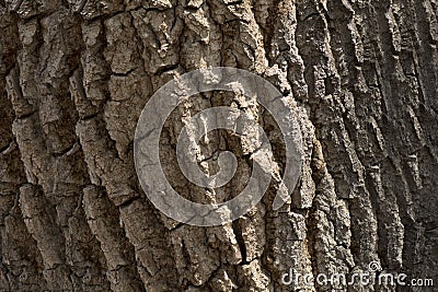 Tree Bark Texture Background Pattern Stock Photo
