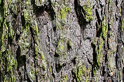 Tree bark texture background rough detail forest pattern grunge rugged surface Stock Photo