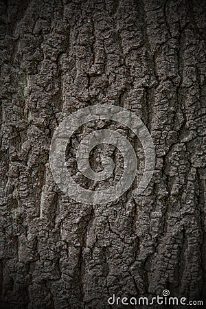 Tree bark texture background seamlessly tileable Stock Photo