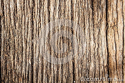 Tree bark texture Stock Photo