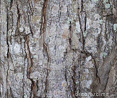 Tree bark texture close up photo. Brown and grey wood background. Stock Photo