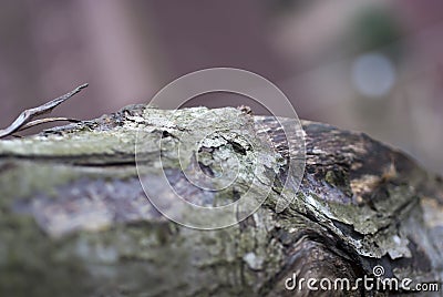 Bark Stock Photo