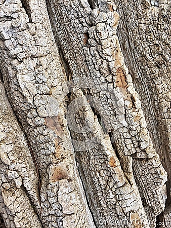 Tree bark texture Stock Photo