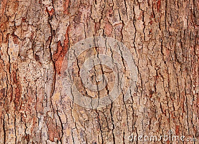 Tree bark texture pattern. wood rind for background Stock Photo