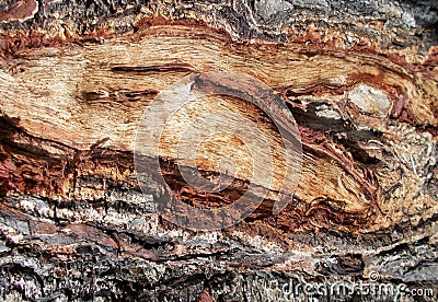 Tree bark texture patterns,wood rind for backgrounds.decoration,cortex. Stock Photo