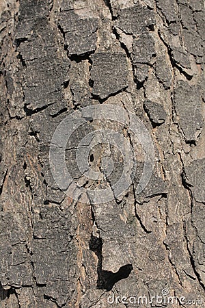 Tree bark Stock Photo