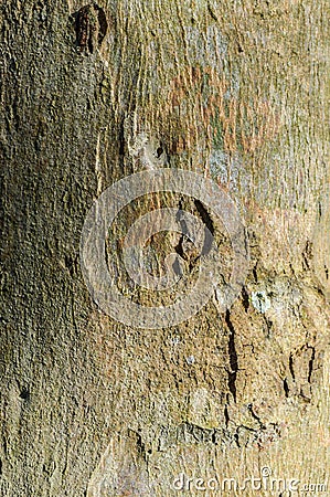 Tree bark texture Stock Photo