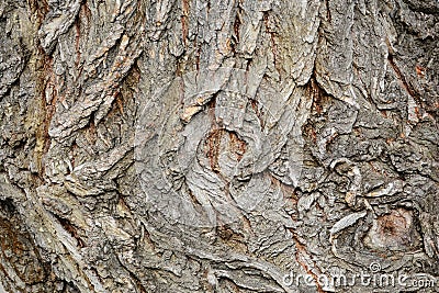 Tree bark texture, white willow (Salix alba) bark Stock Photo