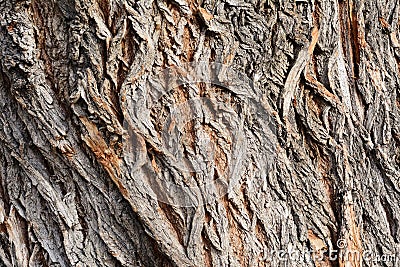 Tree bark texture, white willow (Salix alba) bark Stock Photo