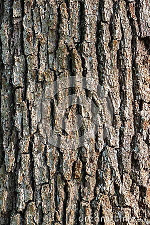 Detailed Close-up of Aged Tree Bark Texture with Deep Ridges and Natural Crevices, Brown Oak Trunk Surface Pattern Photograph Stock Photo