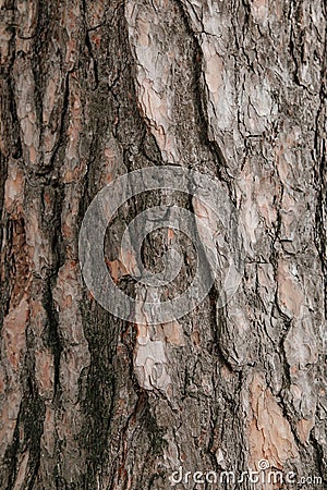 Tree bark Stock Photo