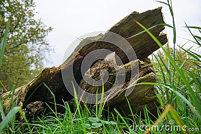 Tree bark, trunk fallen over by the wind. Blown over in the autumn season with stormy weather. Digesting compost. Stock Photo