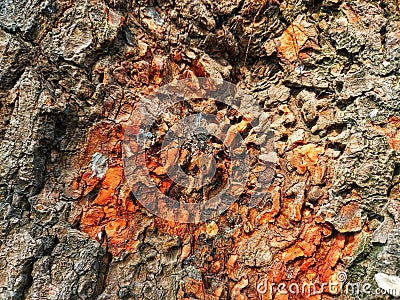 Tree bark,trunk of tamarind tree,roots of tropical lianas texture ,parasitic vines Stock Photo