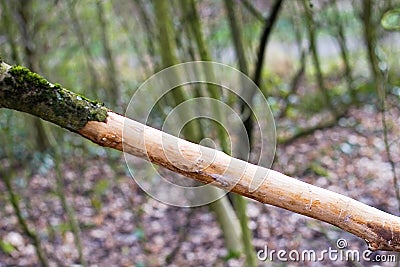 Tree Bark Missing from branch Up Close Macro View Stock Photo