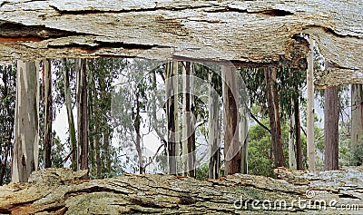 Tree Bark Window to Eucalyptus Trees Stock Photo