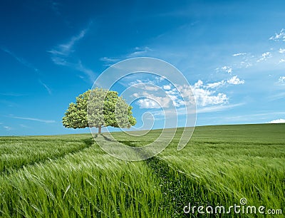 Tree in Barley Field in Dorset, UK with Blue sky and clouds Stock Photo